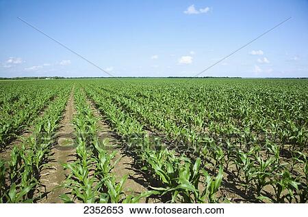 Stock Image - Agriculture - Large field of mid growth grain corn plants at the pre tassel stage. This crop was twin row planted, with two rows 7 inches apart on beds set up on 38 inch centers. This planting technique promotes yield increase / near England, Arkansas, US. Fotosearch