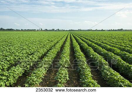 Stock Image - Agriculture - Large field of mid growth cotton at boll set stage / near England, Arkansas, USA.. Fotosearch