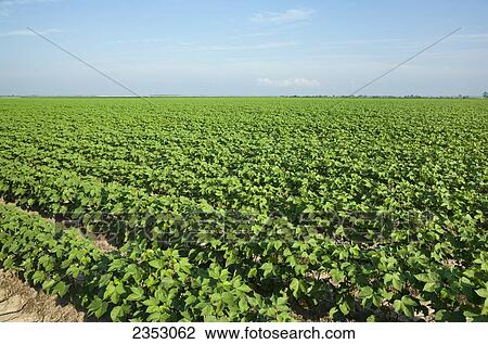 Agriculture - Large field of mid growth cotton at boll set stage / near England, Arkansas, USA. View Large Photo Image Stock Image - Agriculture - Large field of mid growth cotton at boll set stage / near England, Arkansas, USA.. Fotosearch