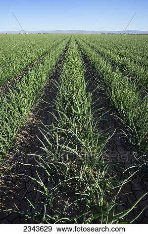 Stock Photo - Agriculture - Large field of mid growth yellow onions / Imperial Valley, California, USA.. Fotosearch