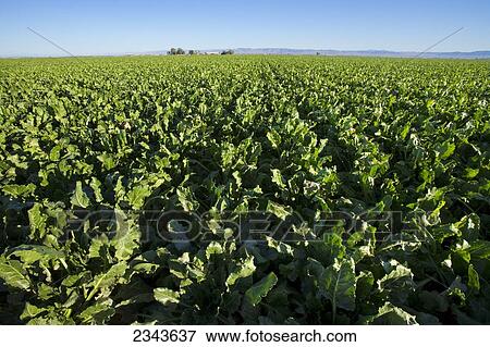 Stock Photo - Agriculture - Large field of mid growth sugar beets / Imperial Valley, California, USA.. Fotosearch