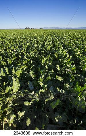 Stock Photo - Agriculture - Large field of mid growth sugar beets / Imperial Valley, California, USA.. Fotosearch