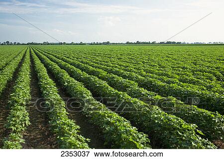 Agriculture - Large field of mid growth cotton at boll set stage / near England, Arkansas, USA. View Large Photo Image Stock Photo - Agriculture - Large field of mid growth cotton at boll set stage / near England, Arkansas, USA.. Fotosearch