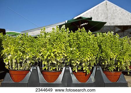 Agriculture - Large pots of bolted Medinette Sweet Basil plants at a local family produce farm / Little Compton, Rhode Island, USA. View Large Photo Image Stock Photo - Agriculture - Large pots of bolted Medinette Sweet Basil plants at a local family produce farm / Little Compton, Rhode Island, USA.. Fotosearch