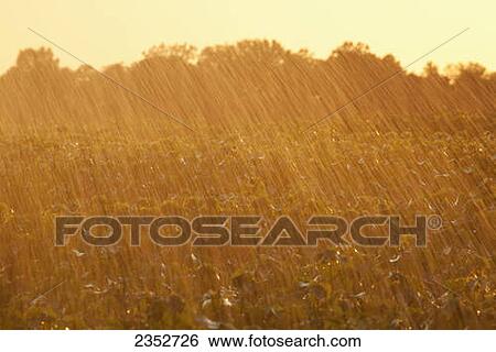Stock Photograph - Agriculture - Late afternoon sunlight highlights the water drops from a center pivot irrigation system irrigating mid growth cotton plants / Eastern Arkansas, USA.. Fotosearch