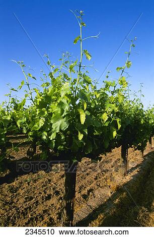 Agriculture - Late spring foliage growth on wine grape vines / Oakdale, California, USA. View Large Photo Image Stock Image - Agriculture - Late spring foliage growth on wine grape vines / Oakdale, California, USA.. Fotosearch