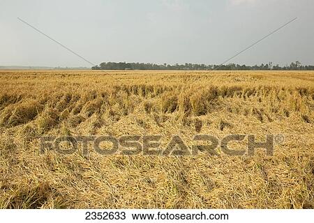 Agriculture - Lodging of a mature rice crop, caused by rain and followed by strong winds. The rice has blown down, and this rice is close to or at harvest stage, so it will be difficult and slow going to harvest the crop in these spots / Northeast Arkansa View Large Photo Image Stock Image - Agriculture - Lodging of a mature rice crop, caused by rain and followed by strong winds. The rice has blown down, and this rice is close to or at harvest stage, so it will be difficult and slow going to harvest the crop in these spots / Northeast Arkansa. Fotosearch