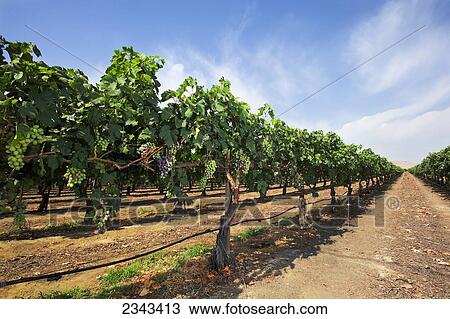 Agriculture - Looking down between rows of an Autumn Royal table grape vineyard in early summer with immature grapes on the vines / Tulare County, California, USA. View Large Photo Image Stock Image - Agriculture - Looking down between rows of an Autumn Royal table grape vineyard in early summer with immature grapes on the vines / Tulare County, California, USA.. Fotosearch