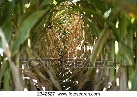 Stock Photo - Agriculture - Looking down between rows of silage corn plants / near Escalon, San Joaquin County, California, USA.. Fotosearch