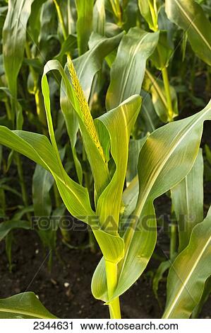 Agriculture - Looking down on the stalk of a mid growth sweet corn plant with an immature tassel at a local family produce farm / Little Compton, Rhode Island, USA. View Large Photo Image Stock Image - Agriculture - Looking down on the stalk of a mid growth sweet corn plant with an immature tassel at a local family produce farm / Little Compton, Rhode Island, USA.. Fotosearch
