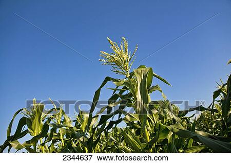 Agriculture - Looking up at mature tassels of mid growth sweet corn plants at a local family produce farm / Little Compton, Rhode Island, USA. View Large Photo Image Stock Photo - Agriculture - Looking up at mature tassels of mid growth sweet corn plants at a local family produce farm / Little Compton, Rhode Island, USA.. Fotosearch