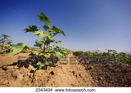 Agriculture - Low angle view looking down the rows in a field of early growth cotton in late Spring / Woodlake, California, USA. View Large Photo Image Picture - Agriculture - Low angle view looking down the rows in a field of early growth cotton in late Spring / Woodlake, California, USA.. Fotosearch