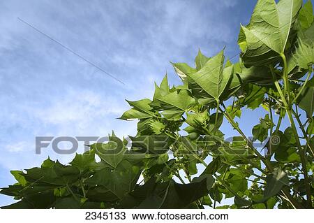 Agriculture - Low angle view looking up at the underside of mid growth cotton foliage / Childress, Texas, USA. View Large Photo Image Stock Image - Agriculture - Low angle view looking up at the underside of mid growth cotton foliage / Childress, Texas, USA.. Fotosearch