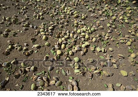 Agriculture - Mature almonds still in their husks on the orchard floor after they have been shaken from the tree during the first stage of harvest / near Newman, California, USA. View Large Photo Image Stock Photo - Agriculture - Mature almonds still in their husks on the orchard floor after they have been shaken from the tree during the first stage of harvest / near Newman, California, USA.. Fotosearch
