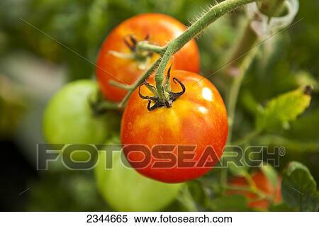 Agriculture - Mature and immature Fresh Market hydroponic tomatoes on the vine growing in a greenhouse at a local family produce farm / Little Compton, Rhode Island, USA. View Large Photo Image Stock Photography - Agriculture - Mature and immature Fresh Market hydroponic tomatoes on the vine growing in a greenhouse at a local family produce farm / Little Compton, Rhode Island, USA.. Fotosearch