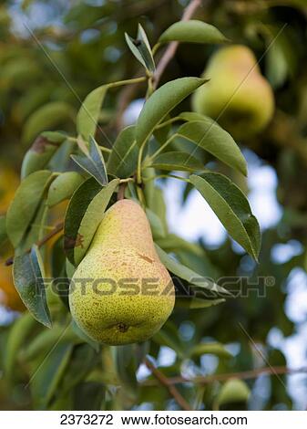 Agriculture - Mature Bartlett pears on the tree, ready for harvest / Near Linden, California, USA. View Large Photo Image Stock Image - Agriculture - Mature Bartlett pears on the tree, ready for harvest / Near Linden, California, USA.. Fotosearch