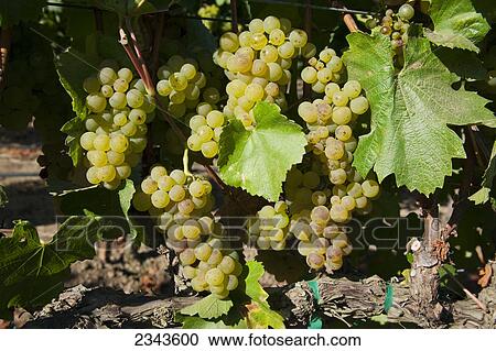 Agriculture - Mature Chardonnay wine grapes on the vine ready for harvest / Salinas Valley, California, USA. View Large Photo Image Stock Image - Agriculture - Mature Chardonnay wine grapes on the vine ready for harvest / Salinas Valley, California, USA.. Fotosearch