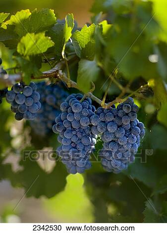 Agriculture - Mature clusters of red wine grapes on the vine / San Joaquin County, California, USA. View Large Photo Image Stock Image - Agriculture - Mature clusters of red wine grapes on the vine / San Joaquin County, California, USA.. Fotosearch