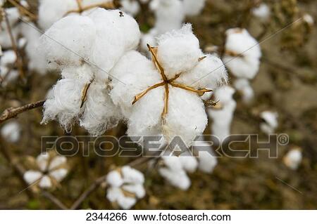 Agriculture - Mature cotton bolls showing minor water damage caused by heavy rain just as the crop was ready to be picked / near Rolling Fork, Mississippi, USA. View Large Photo Image Stock Photograph - Agriculture - Mature cotton bolls showing minor water damage caused by heavy rain just as the crop was ready to be picked / near Rolling Fork, Mississippi, USA.. Fotosearch