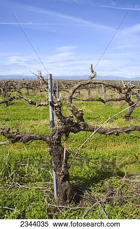 Stock Photography - Agriculture - Mature dormant wine grapevine just after being pruned in spring / near Orland, Glenn County, Northern California, USA.. Fotosearch