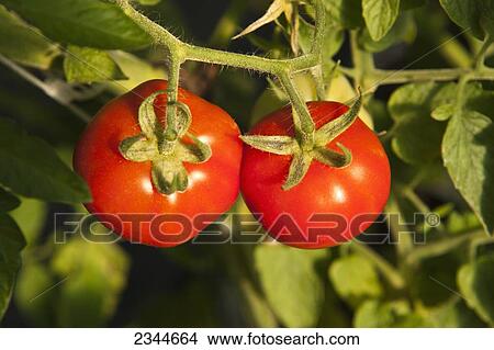 Agriculture - Mature Fresh Market hydroponic tomatoes on the vine growing in a greenhouse at a local family produce farm / Little Compton, Rhode Island, USA. View Large Photo Image Picture - Agriculture - Mature Fresh Market hydroponic tomatoes on the vine growing in a greenhouse at a local family produce farm / Little Compton, Rhode Island, USA.. Fotosearch