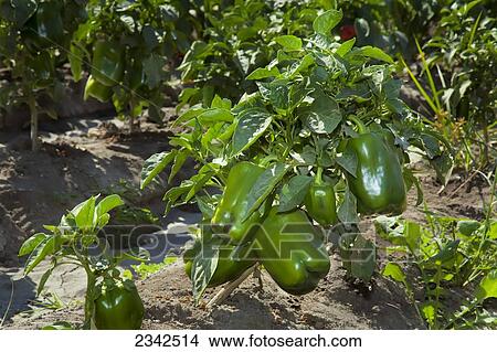 Agriculture - Mature, harvest ready green bell peppers on the plant / near Lodi, San Joaquin County, California, USA. View Large Photo Image Picture - Agriculture - Mature, harvest ready green bell peppers on the plant / near Lodi, San Joaquin County, California, USA.. Fotosearch