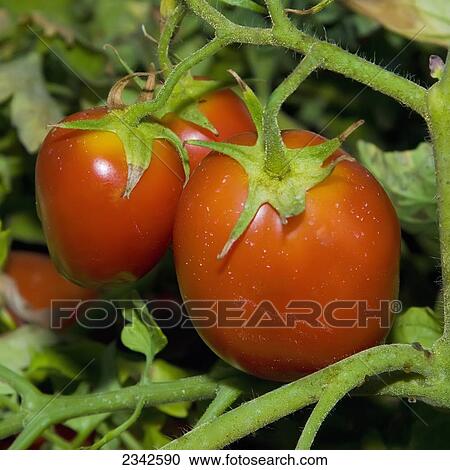 Agriculture - Mature harvest ready processing tomatoes on the vine / near Byron, California, USA. View Large Photo Image Stock Image - Agriculture - Mature harvest ready processing tomatoes on the vine / near Byron, California, USA.. Fotosearch