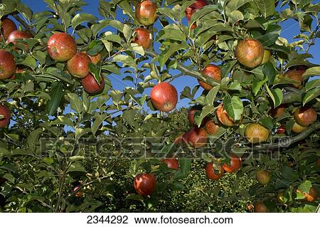 Stock Image - Agriculture - Mature, harvest ready Jonagold apples on the tree / Fortuna, California, USA.. Fotosearch