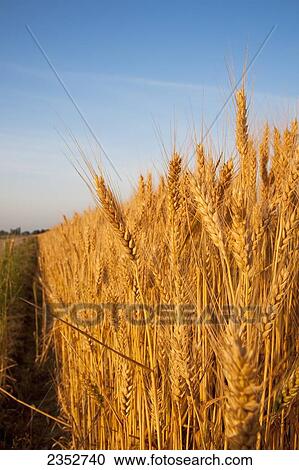 Agriculture - Mature harvest stage soft red winter wheat in late Spring in early evening light / Eastern Arkansas, USA. View Large Photo Image Stock Image - Agriculture - Mature harvest stage soft red winter wheat in late Spring in early evening light / Eastern Arkansas, USA.. Fotosearch