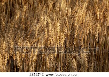 Stock Image - Agriculture - Mature harvest stage soft red winter wheat in late Spring / Eastern Arkansas, USA.. Fotosearch