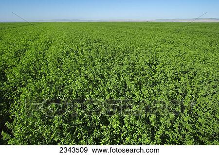 Stock Photo - Agriculture - Mature, healthy, harvest ready alfalfa field in early morning light / San Joaquin Valley, California, USA.. Fotosearch