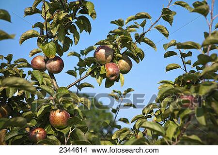 Agriculture - Mature Macouns apples on the tree, ready for harvest / Little Compton, Rhode Island, USA. View Large Photo Image Picture - Agriculture - Mature Macouns apples on the tree, ready for harvest / Little Compton, Rhode Island, USA.. Fotosearch