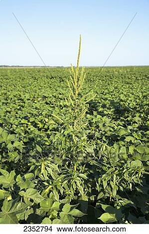 Picture - Agriculture - Mature Glyphosate-resistant Palmer pigweed (Amaranthus palmeri) aka. Palmer Amaranth, Carlessweed, in Roundup Ready cotton. With an infestation of this resistant weed at this low population, it would be to the farmers advantage to have fiel. Fotosearch