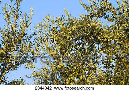 Agriculture - Mature Sevillano brine cured table olives on the tree ready for harvest / near Corning, Tehama County, Northern California, USA. View Large Photo Image Stock Image - Agriculture - Mature Sevillano brine cured table olives on the tree ready for harvest / near Corning, Tehama County, Northern California, USA.. Fotosearch