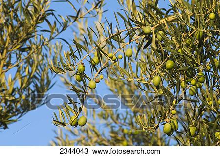 Agriculture - Mature Sevillano brine cured table olives on the tree ready for harvest / near Corning, Tehama County, Northern California, USA. View Large Photo Image Stock Image - Agriculture - Mature Sevillano brine cured table olives on the tree ready for harvest / near Corning, Tehama County, Northern California, USA.. Fotosearch
