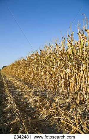 Stock Image - Agriculture - Mature stand of grain corn at harvest stage / Southeast Missouri, USA.. Fotosearch