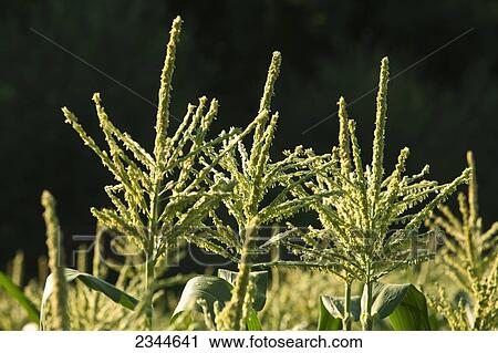 Agriculture - Mature tassels of mid growth sweet corn plants at a local family produce farm / Little Compton, Rhode Island, USA. View Large Photo Image Stock Image - Agriculture - Mature tassels of mid growth sweet corn plants at a local family produce farm / Little Compton, Rhode Island, USA.. Fotosearch