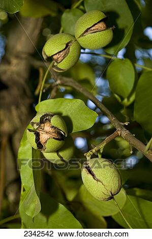 Stock Image - Agriculture - Mature walnuts on the tree with cracked husks, ready for harvest / near Linden, San Joaquin County, California, USA.. Fotosearch