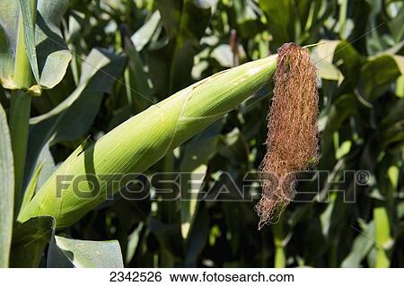 Stock Photograph - Agriculture - Maturing ear of silage corn on the stalk / near Escalon, San Joaquin County, California, USA.. Fotosearch