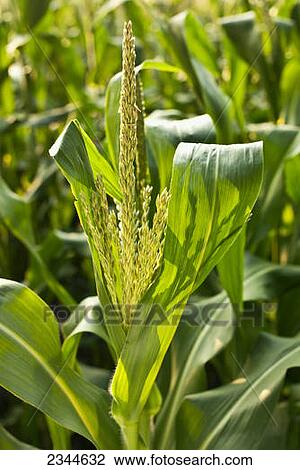 Agriculture - Maturing tassel of a mid growth sweet corn plant at a local family produce farm / Little Compton, Rhode Island, USA. View Large Photo Image Stock Image - Agriculture - Maturing tassel of a mid growth sweet corn plant at a local family produce farm / Little Compton, Rhode Island, USA.. Fotosearch