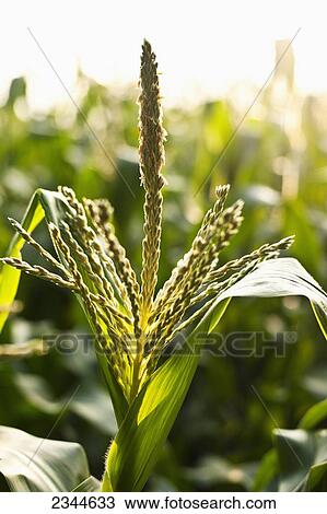 Stock Image - Agriculture - Maturing tassel of a mid growth sweet corn plant at a local family produce farm / Little Compton, Rhode Island, USA.. Fotosearch