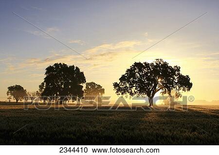 Agriculture - Maturing wheat field on a hazy morning at sunrise with Valley Oak trees in the field / near Woodland, California, USA. View Large Photo Image Stock Image - Agriculture - Maturing wheat field on a hazy morning at sunrise with Valley Oak trees in the field / near Woodland, California, USA.. Fotosearch