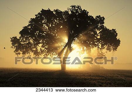 Agriculture - Maturing wheat field on a hazy morning at sunrise with Valley Oak trees in the field / near Woodland, California, USA. View Large Photo Image Stock Image - Agriculture - Maturing wheat field on a hazy morning at sunrise with Valley Oak trees in the field / near Woodland, California, USA.. Fotosearch