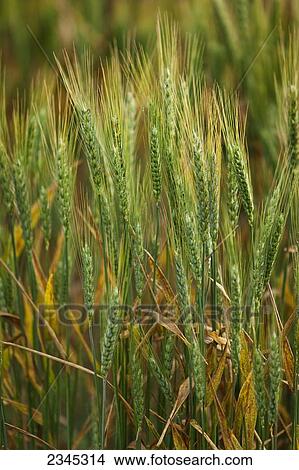Agriculture - Maturing wheat infected with wheat leaf rust, also known as brown rust, a serious fungal disease caused by the rust fungus Puccinia triticina / Childress, Texas, USA. View Large Photo Image Picture - Agriculture - Maturing wheat infected with wheat leaf rust, also known as brown rust, a serious fungal disease caused by the rust fungus Puccinia triticina / Childress, Texas, USA.. Fotosearch