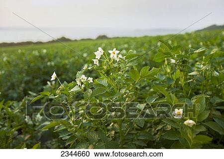 Stock Image - Agriculture - Mid growth blooming potato plants at a local family produce farm with the Sakonnet River in the background / Little Compton, Rhode Island, USA.. Fotosearch