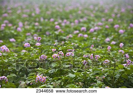 Agriculture - Mid growth blooming potato plants at a local family produce farm / Little Compton, Rhode Island, USA. View Large Photo Image Stock Photo - Agriculture - Mid growth blooming potato plants at a local family produce farm / Little Compton, Rhode Island, USA.. Fotosearch