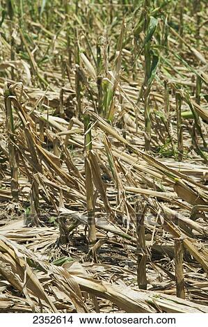 Picture - Agriculture - Mid growth grain corn field completely destroyed by a severe mid Summer hailstorm / near England, Arkansas, USA.. Fotosearch