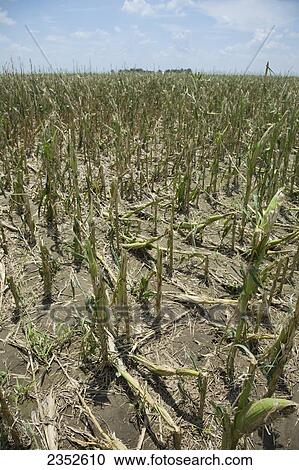 Stock Image - Agriculture - Mid growth grain corn field completely destroyed by a severe mid Summer hailstorm / near England, Arkansas, USA.. Fotosearch
