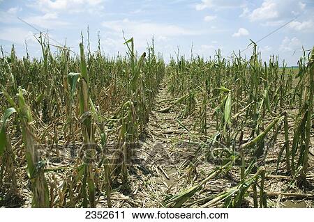 Stock Image - Agriculture - Mid growth grain corn field completely destroyed by a severe mid Summer hailstorm / near England, Arkansas, USA.. Fotosearch