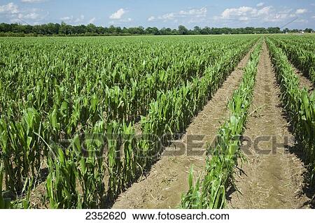 Agriculture - Mid growth grain corn field completely destroyed by a severe hailstorm / near England, Arkansas, USA. View Large Photo Image Stock Image - Agriculture - Mid growth grain corn field completely destroyed by a severe hailstorm / near England, Arkansas, USA.. Fotosearch